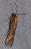 Metzneria aprilella